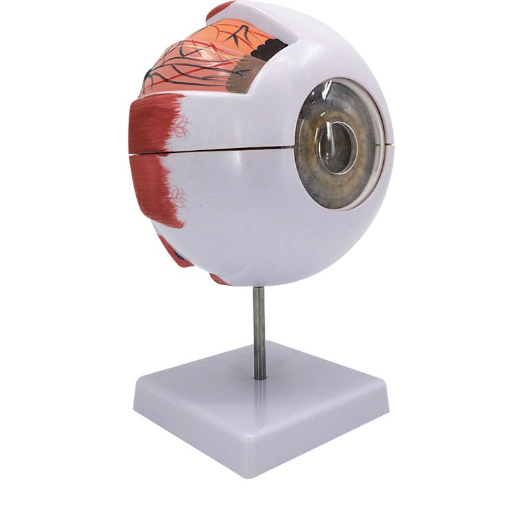 人体眼球模型6倍放大眼睛五官科结构造解剖教学仪器眼珠玩具医学 六倍