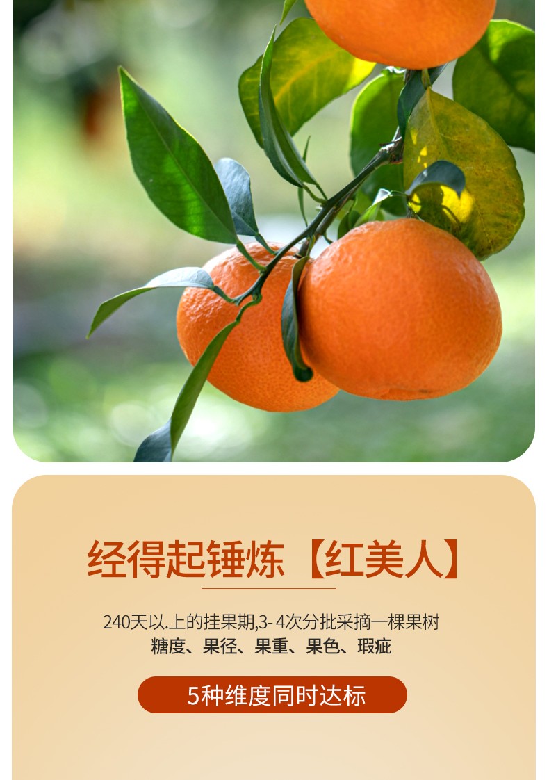 宁波江北馆正宗象山柑橘红美人5斤礼盒装橘子桔子爱媛28号12个5斤装