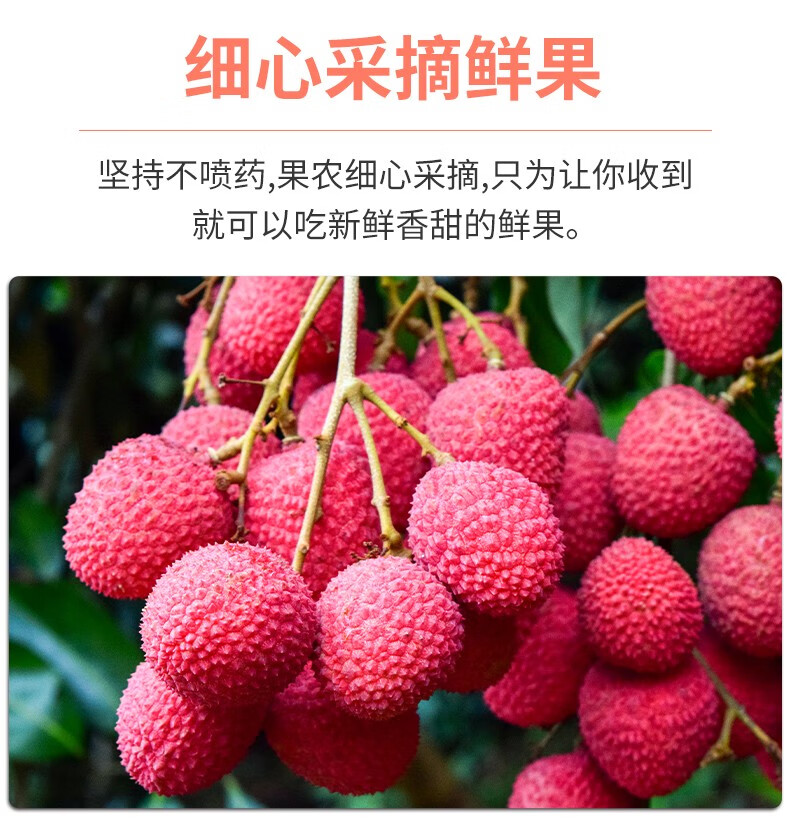 顺丰到家海南妃子笑荔枝新鲜海南荔枝新鲜荔枝水果新鲜桂花香荔枝礼盒