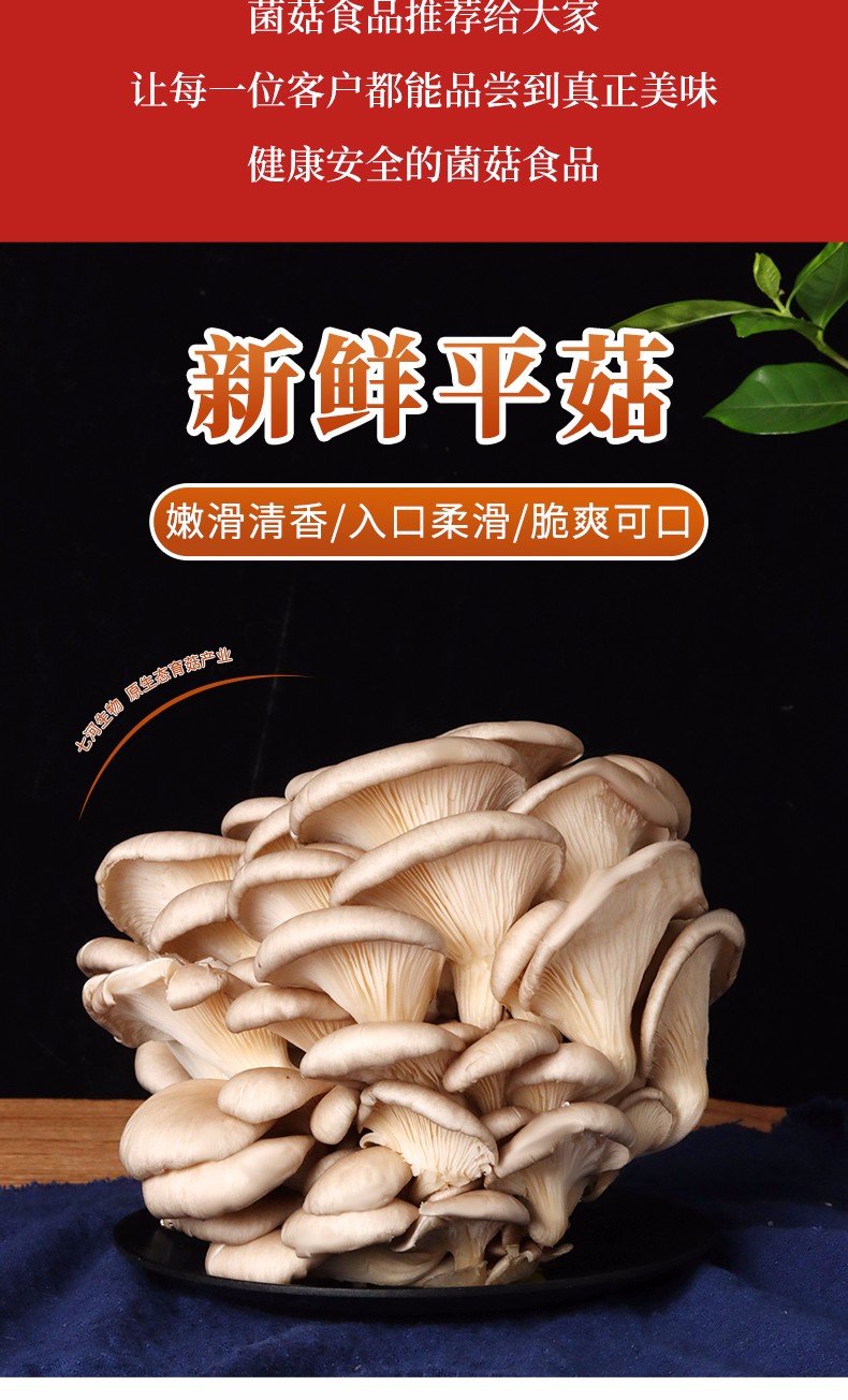 七河有机新鲜平菇侧耳蘑菇食用菌新鲜菇健康轻食现摘现发新鲜蔬菜有机