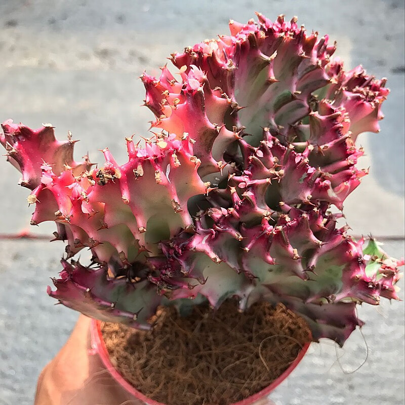 麒麟掌盆栽多肉植物彩色麒麟掌盆栽花卉嫁接玉麒麟缀化锦仙人球带盆