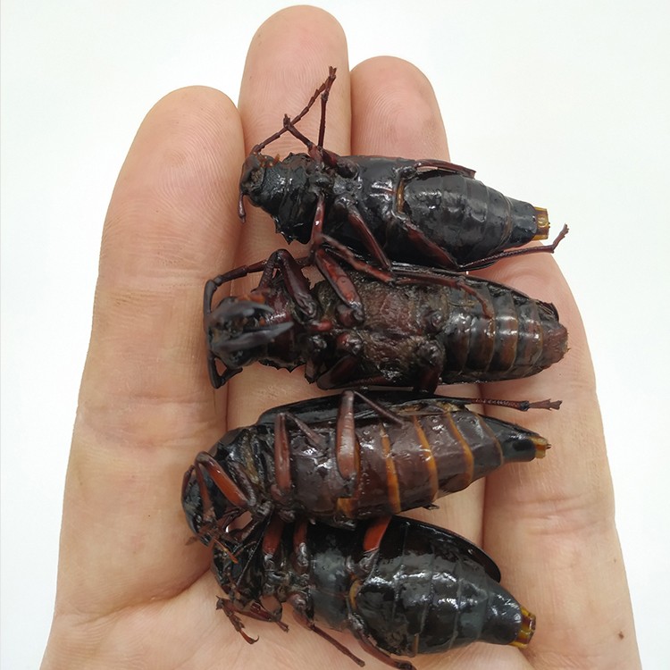 全母山水牛山山牛山虫牛栓栓牛昆虫速冻 二斤装公母混合【图片 价格