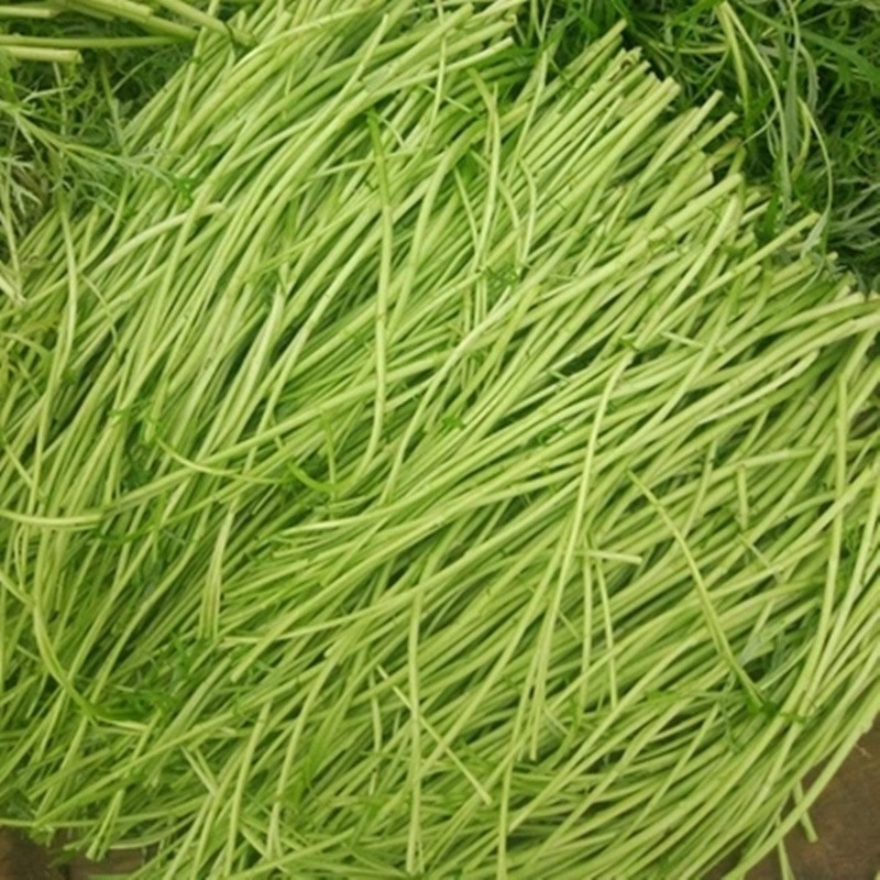 新鲜芦蒿当季蔬菜农家黎蒿篱蒿藜蒿嫩泥蒿蓠蒿漓篙苔离蒿 新鲜芦蒿