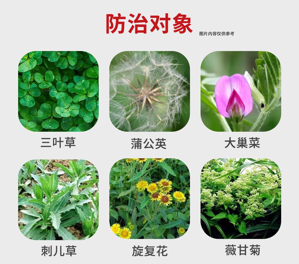 油菜田狗牙根早熟禾草坪除蒲公英除灭刺儿菜菊科阔叶杂草除草剂 20克