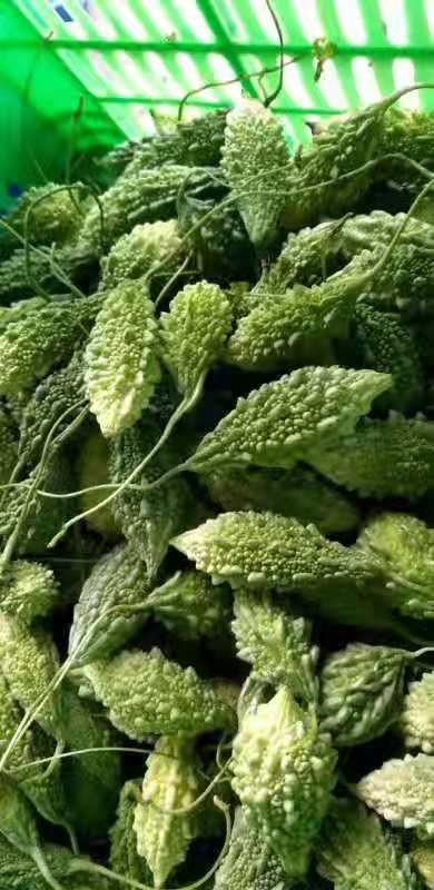 冷链运输泰国吃播多籽硬生吃山苦瓜新鲜癞瓜青小苦瓜金铃子24斤1000g