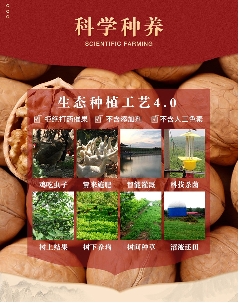 125955-绿岭火猴 薄皮原味生核桃 500g坚果礼盒休闲零食 500g原果*2箱-详情图