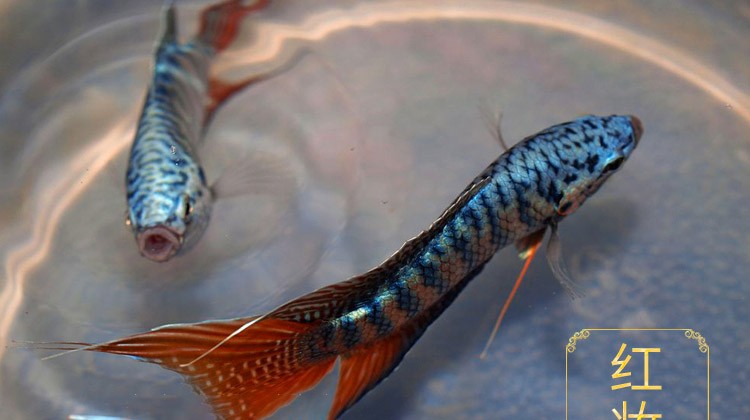 斗鱼活体活鱼红装澳洲红火焰改良斗鱼中国斗鱼易养耐活淡水宠物鱼客厅