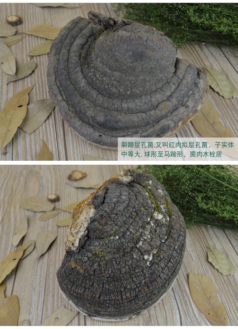 御之蓝长白山野外裂蹄层孔菌裂蹄层深山生长裂蹄灵芝400克整枝灵芝