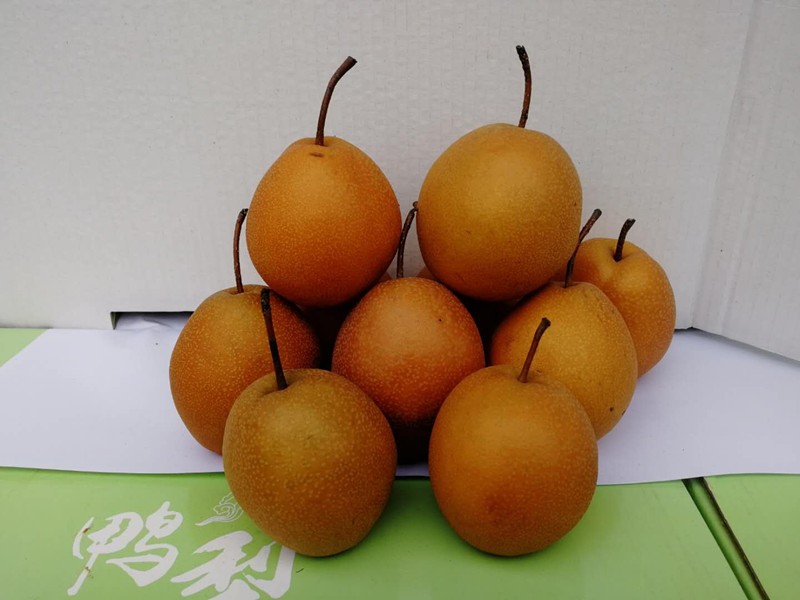 老品种小红梨魏县新鲜水果梨子沙梨酸红梨冰糖煮水宝宝咳嗽雪梨孕妇