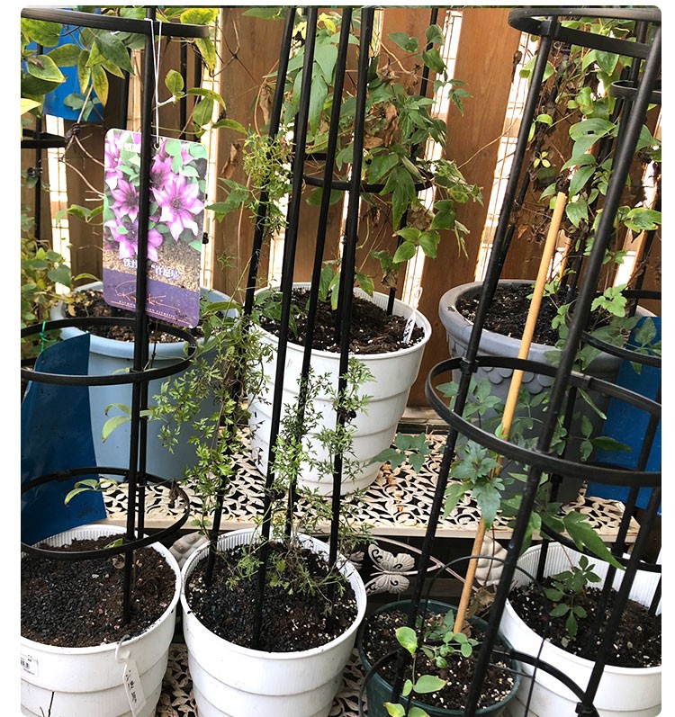 枝晓花塔爬藤架花架园艺花卉支花架子支撑月季蔷薇花园爬藤架插接式四