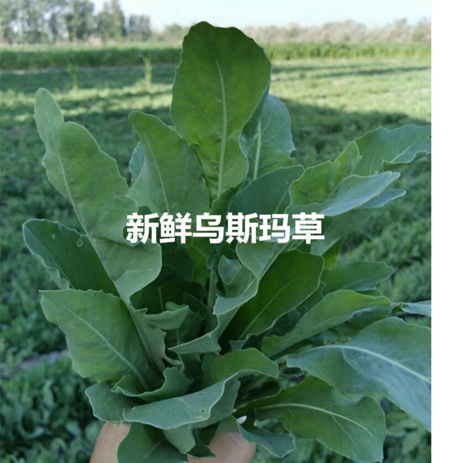 乌斯曼草棒乌斯玛草棒新疆乌斯曼发际线眼睫毛眉毛植物制作新疆乌斯玛