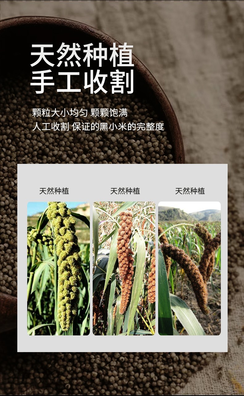 黑小米杂粮陕北粗粮黑小米米粥月子米真空装500g3袋