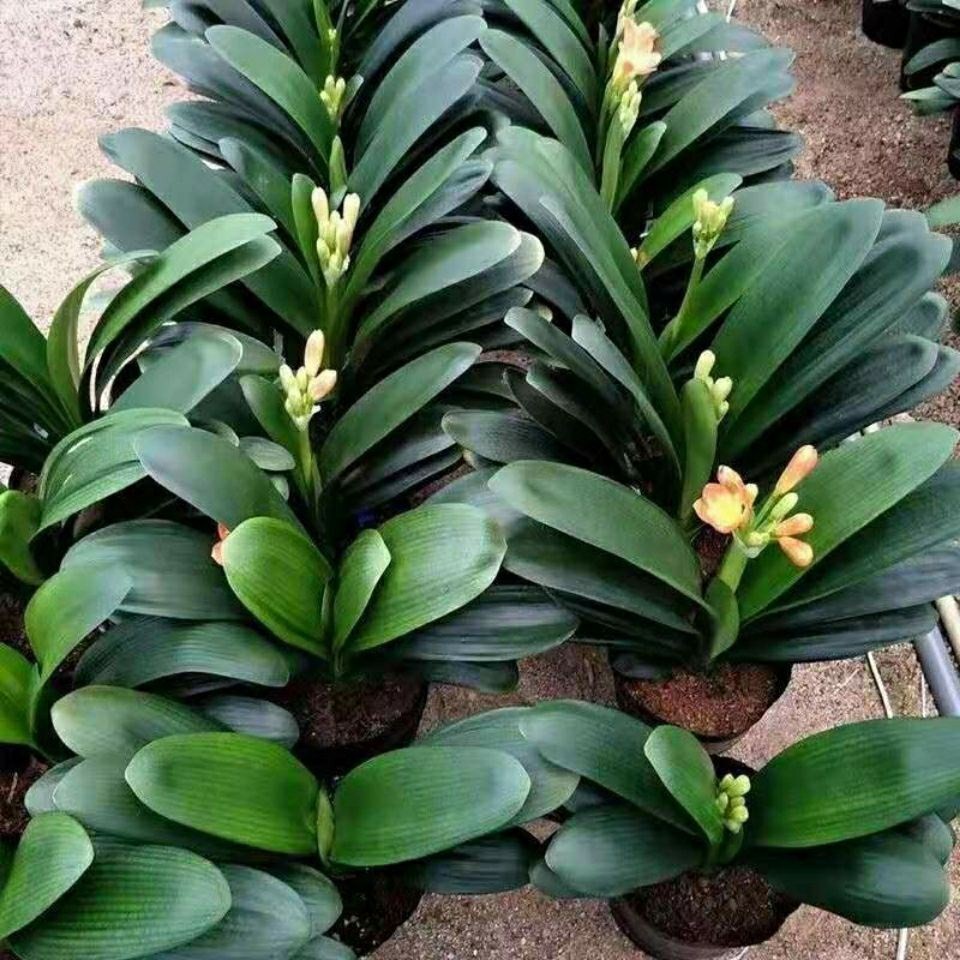 君子兰绿植花卉大胜利长春君子兰小苗精品兰花苗盆栽君子兰912叶片不