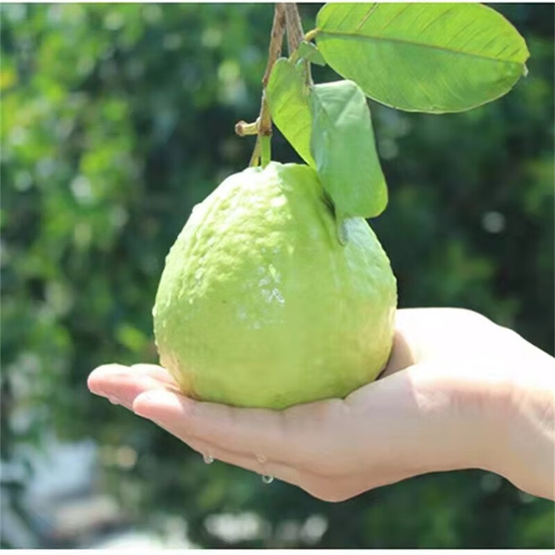 软心牛奶芭乐 福建软心番石榴 白心珍珠芭乐果 新鲜水果软糯香甜 自然