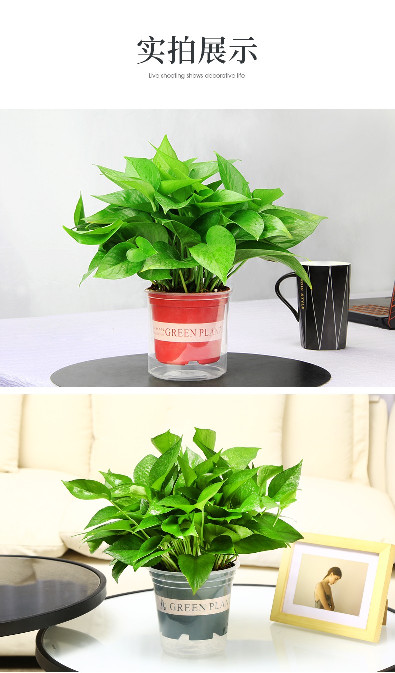 大绿箩新房家用水培植物好养120绿加仑吸水8盆装喷壶2包肥带盆栽好