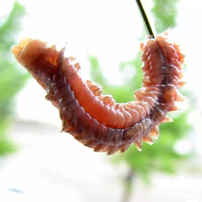 海钓青鱼活沙蚕红青虫鲈鱼饵海蚂蟥海蜈蚣海钓鱼饵料海沙蚕活饵500g