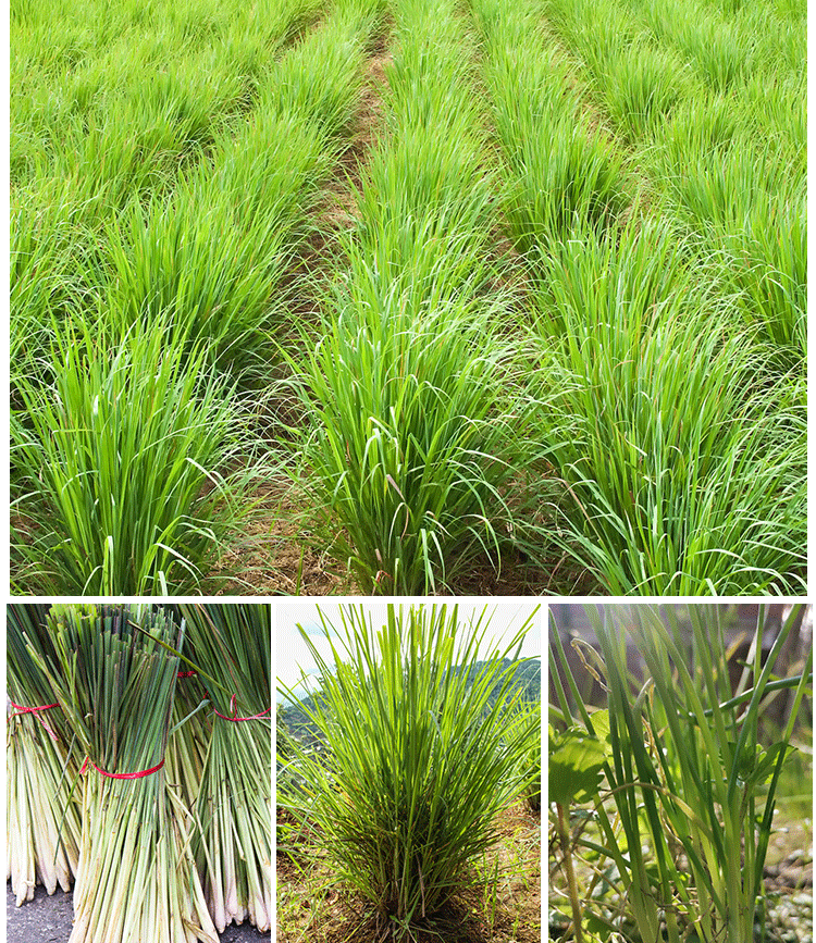 采缇 新鲜香茅草柠檬草香茅 泰国冬阴功汤料调料香料奶茶店用品 500g