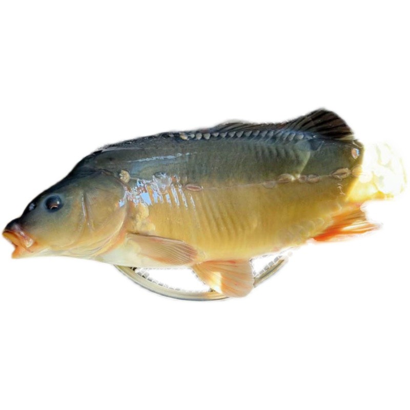 轻恋东北特产斑鲤鱼 光鲤鱼 无鳞鱼 鲜活速冻三道鳞大鲤鱼 大菜园 4.