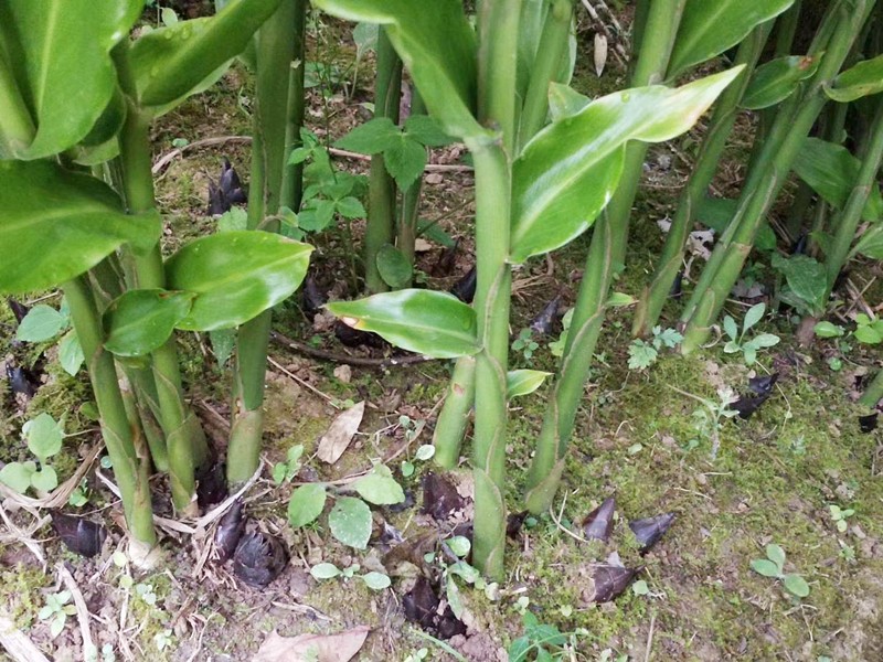 [利川馆]新鲜洋荷姜阳荷恩施野生洋河阳和洋火阳藿盐荷洋胡姜当季蔬菜