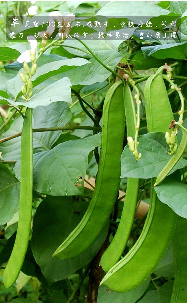寿禾刀豆种子新鲜青刀豆四季菜豆大刀豆角蔬菜种孑易刀豆种子10粒袋易