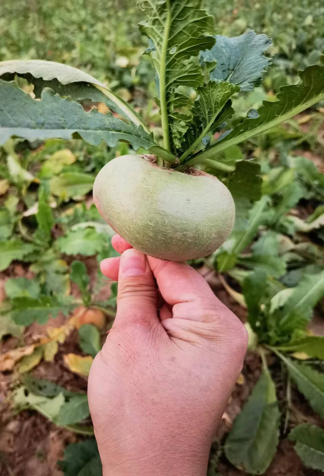 苏北特产新鲜紫心扁萝卜现挖农家自种蔬菜萝卜腌制咸