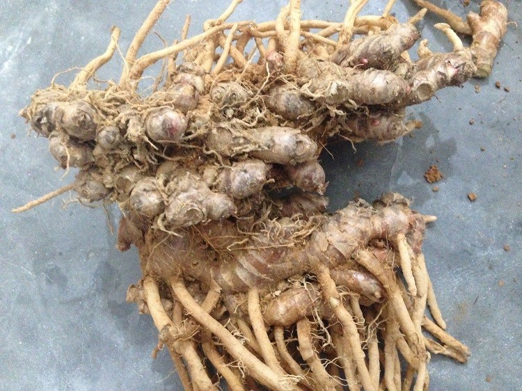 【产地直发】阳春特产新鲜风姜 高良姜 1-5斤 月子姜 生姜 原生态食用