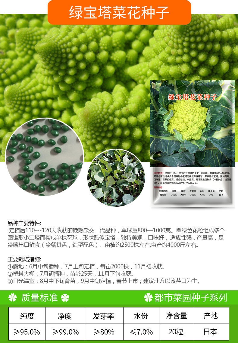 松花菜菜花种子青梗松花菜种子四季蔬菜种子花椰菜菜花菜种子春季阳台