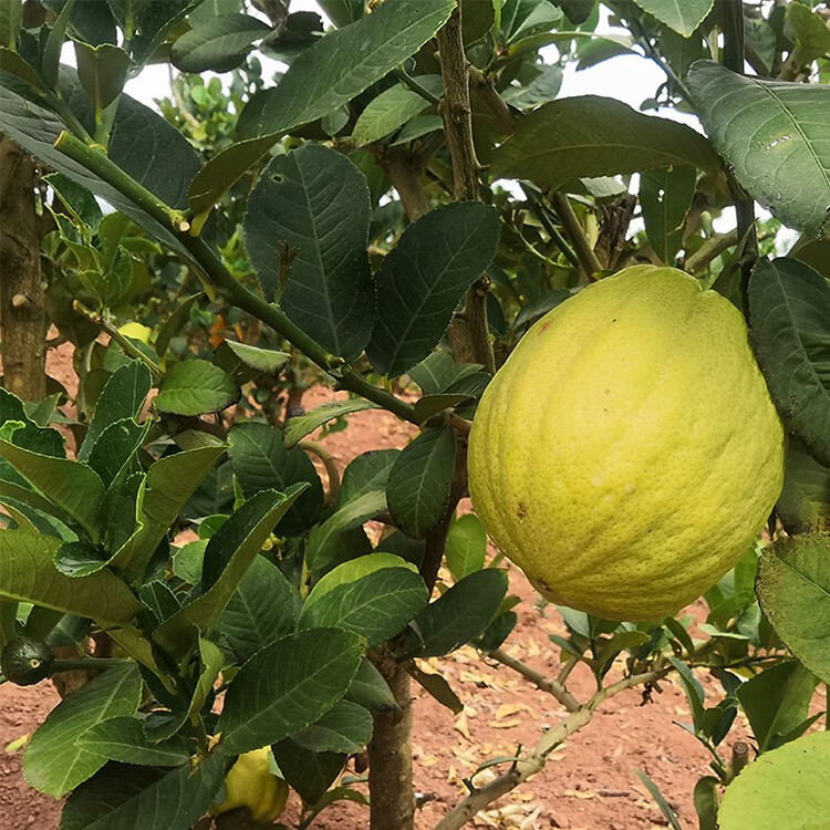 云南香缘果 新鲜香橼果柑水果农家自种香园 3斤