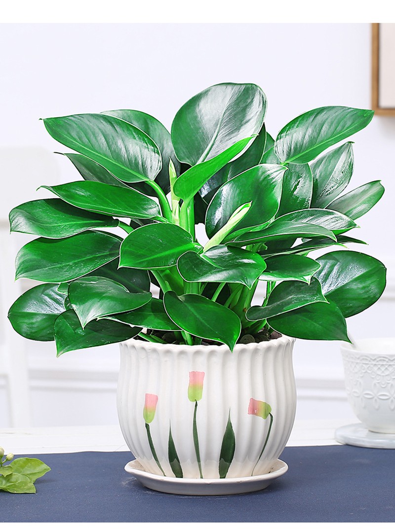 金钻盆栽植物绿公主水培办公室万年青绿植除甲醛多肉室内花卉易活 绿