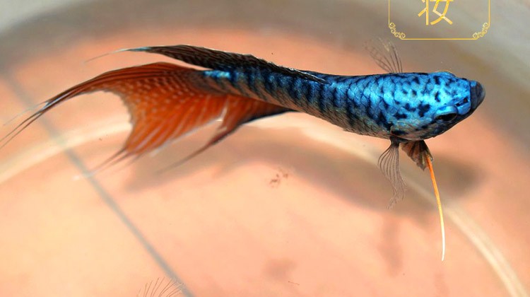 斗鱼活体活鱼红装澳洲红火焰改良斗鱼中国斗鱼易养耐活淡水宠物鱼客厅