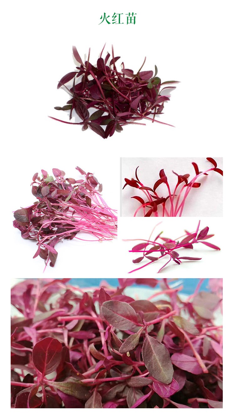火红苗新鲜芽苗菜 斯卡纳苗食用安曼红 西餐摆盘装饰 100g