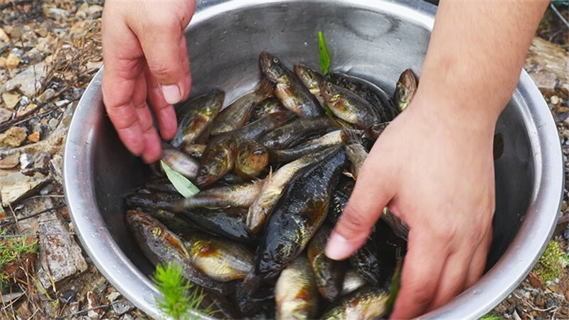 东北老头鱼胖头鱼黑龙江特产鲜活速冻开河鱼野生淡水鱼大菜园3斤每斤