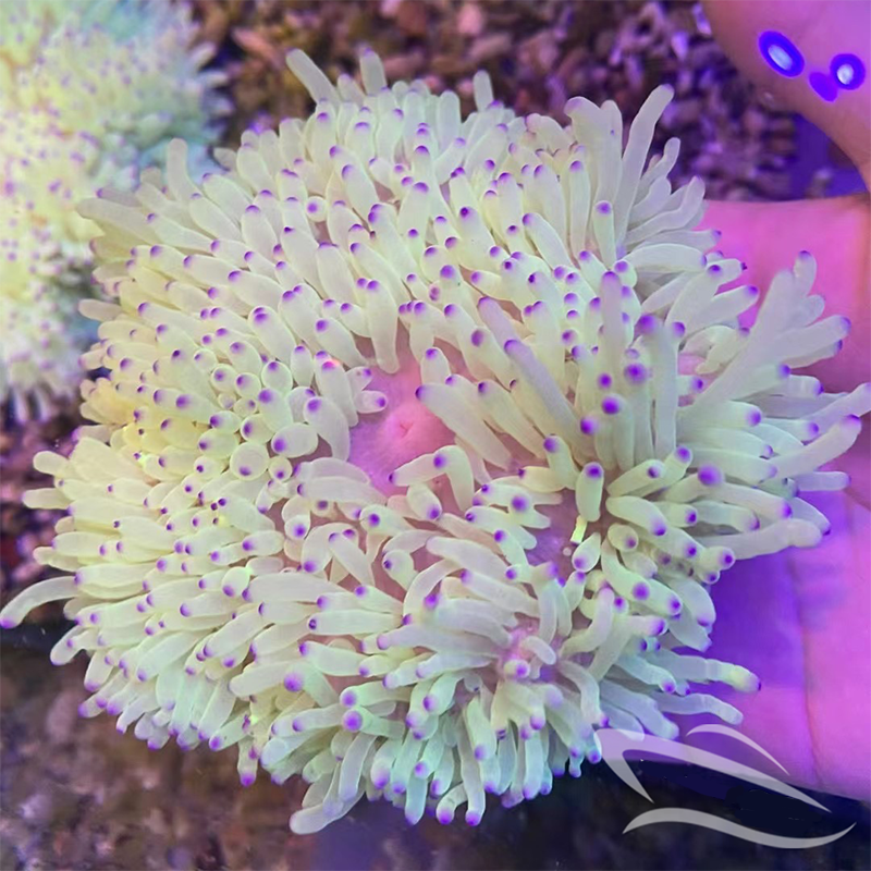 珊瑚活体荧光红奶嘴活体珊瑚绿地毯小丑鱼共生紫点海葵客厅水族馆海水