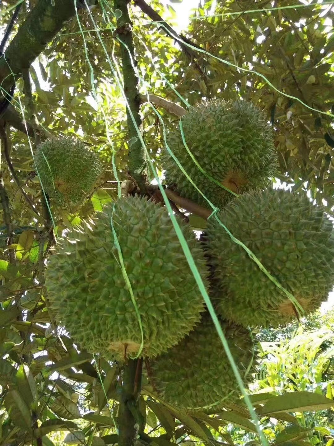 马来西亚黑刺榴莲d200双aa果【稀缺品种】液氮老树树上熟带壳榴莲 黑