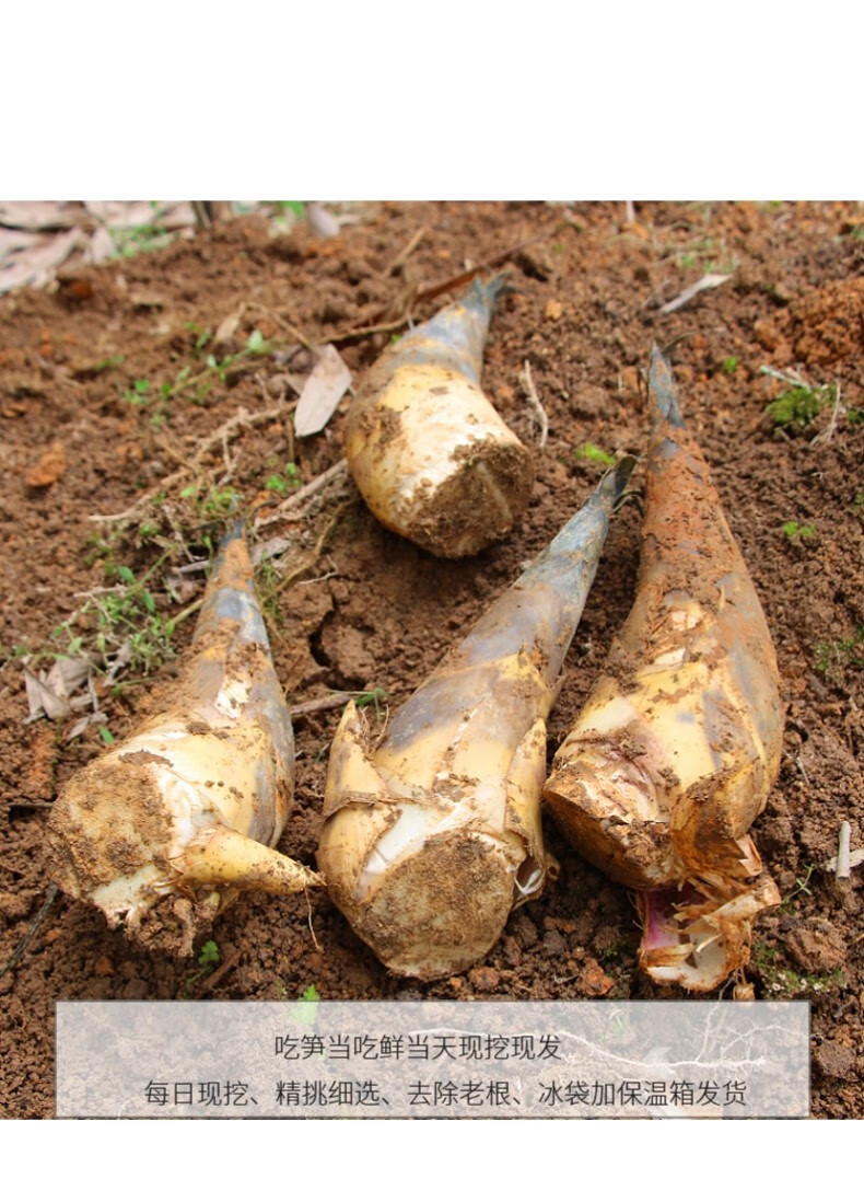 福建马蹄笋 新鲜现挖脆嫩笋尖甜笋时令蔬菜 5斤【图片 价格 品牌 报价