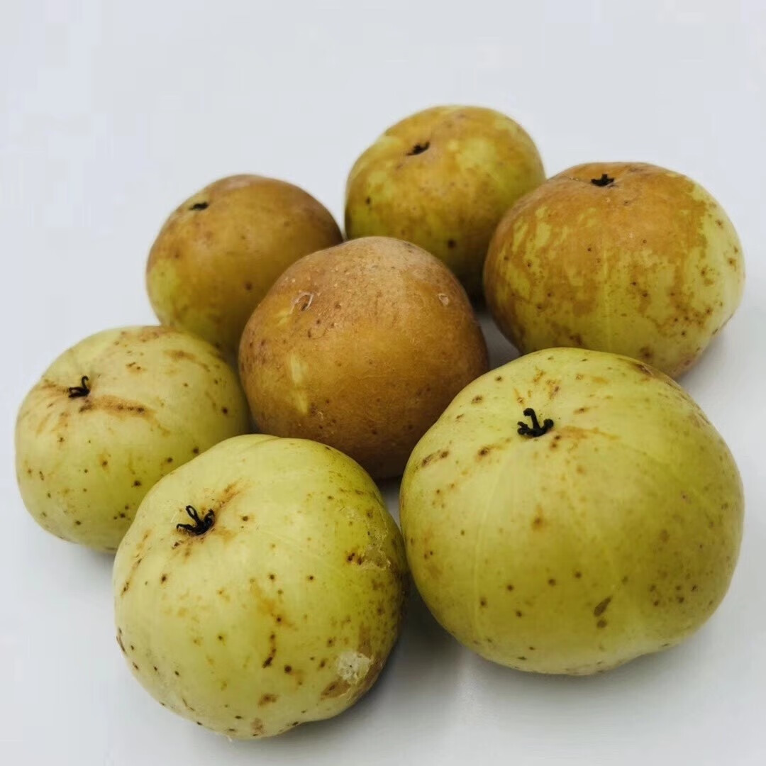 潮汕金灶特产崩坎甜油甘果5斤新鲜采摘余甘子榨汁孕妇水果柿饼油甘