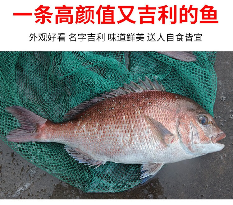 活鲜三蟹岛加吉鱼鲜活鲷鱼新鲜刺身海捕深海海鱼红加吉鱼大鲷鱼真鲷