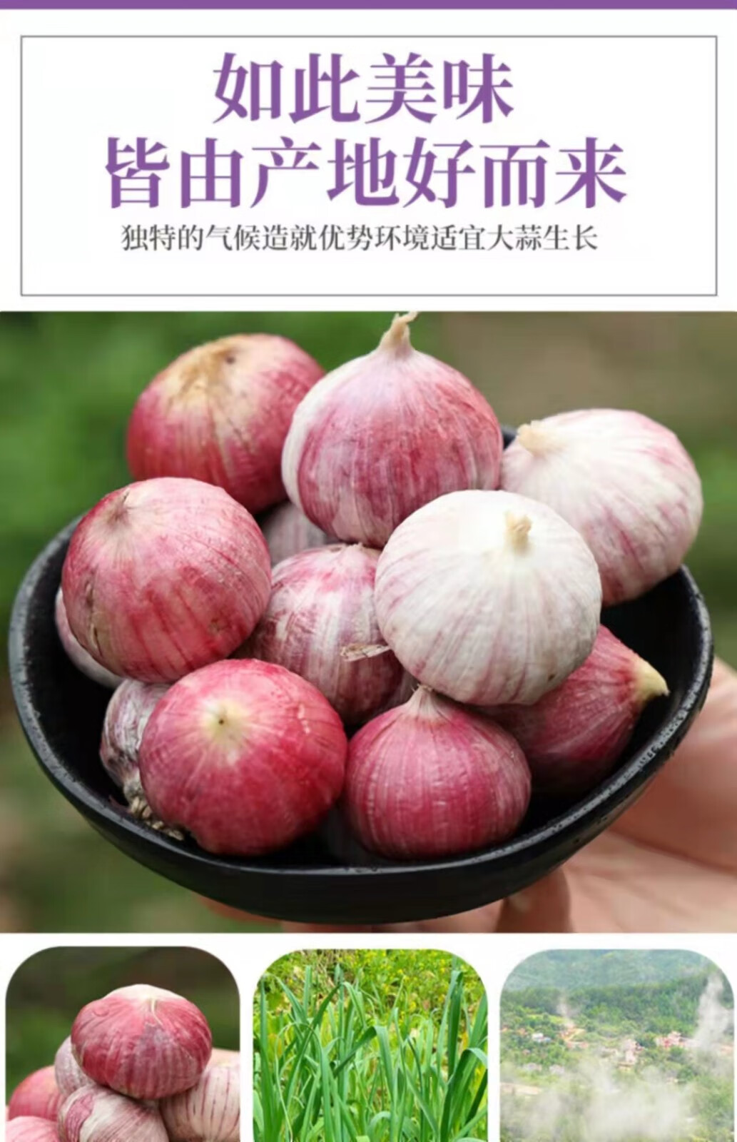 农家紫皮独头蒜味辣紫蒜新鲜红皮大蒜15斤半斤带箱精选紫皮独蒜中果28