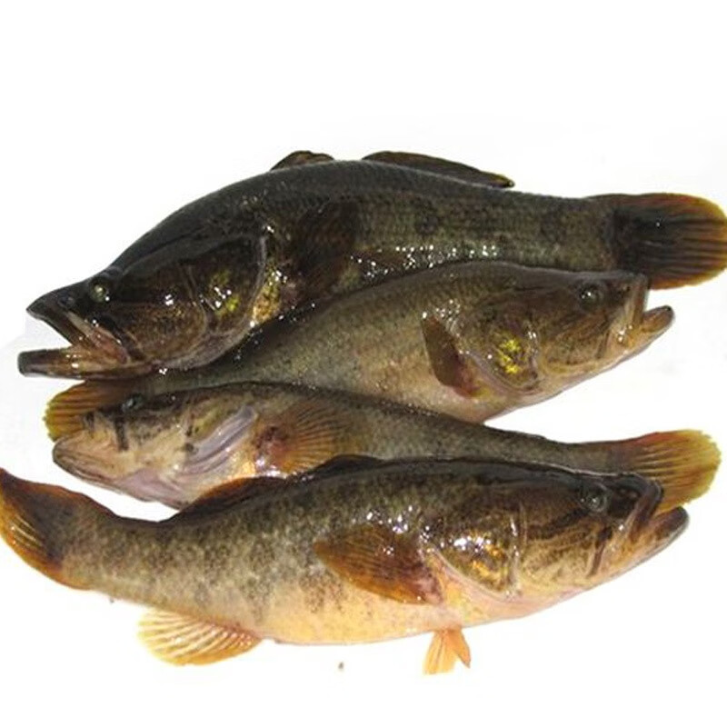 东北老头鱼胖头鱼黑龙江特产鲜活速冻开河鱼野生淡水鱼大菜园3斤每斤