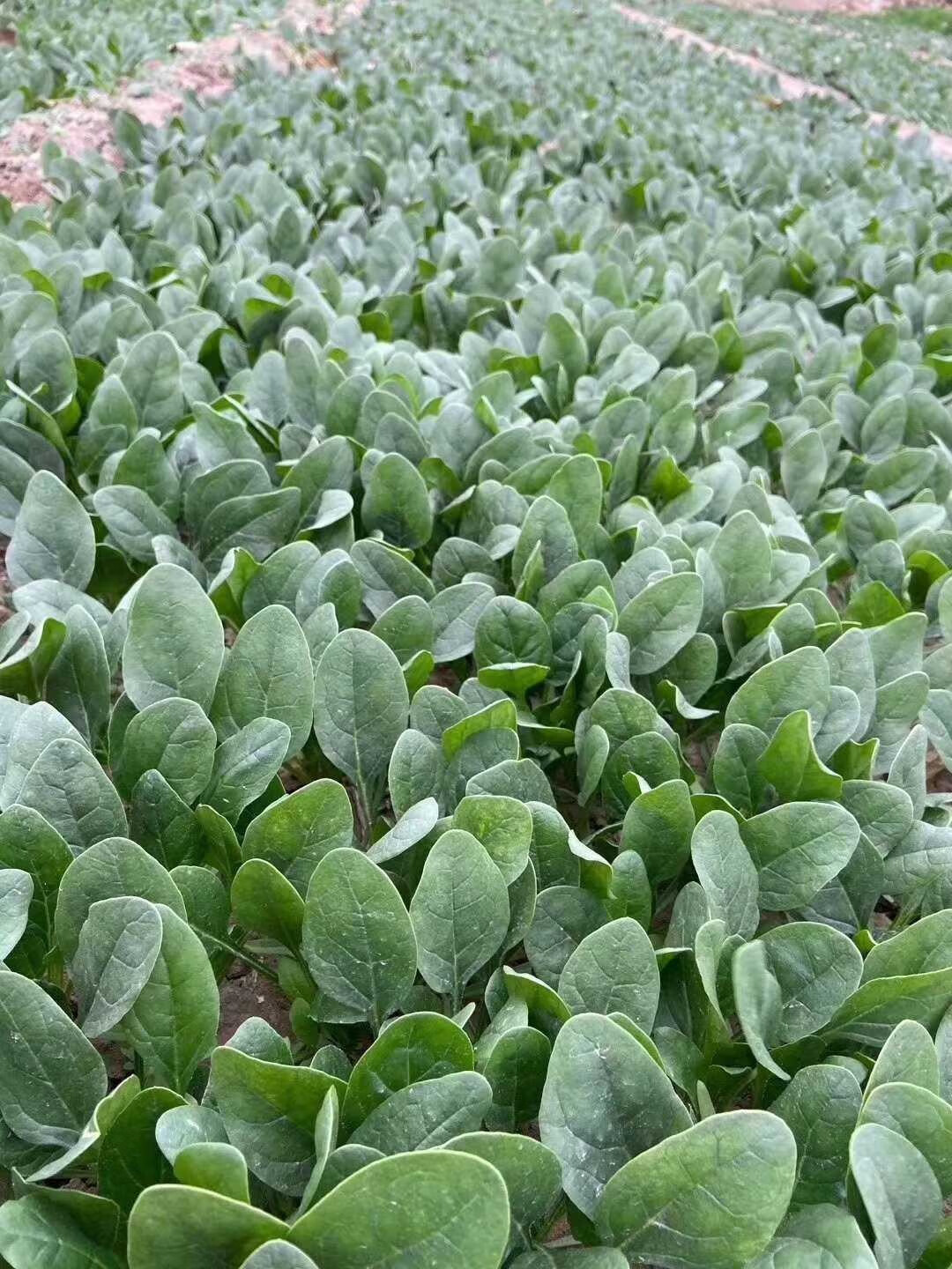 杂交大圆叶菠菜种子种籽 欧兰德高产耐寒越冬黑亮进口菠菜种子孑 250
