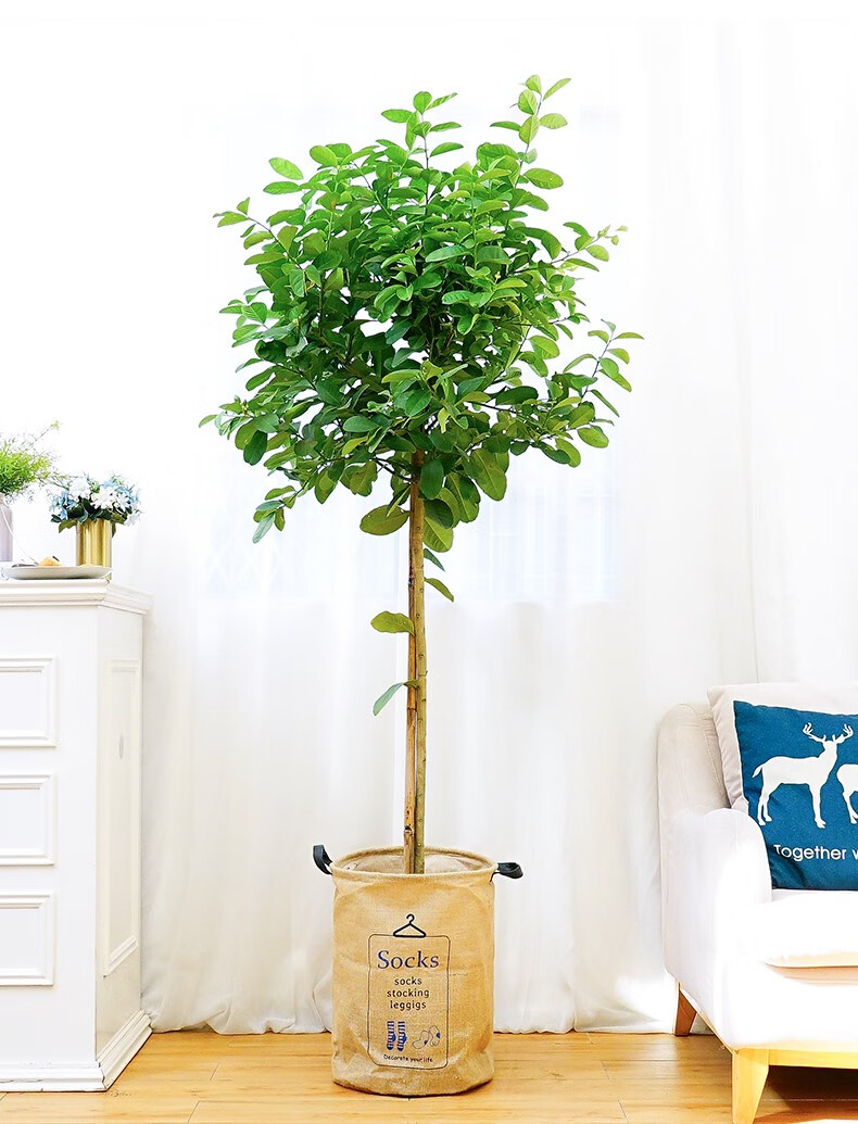 红豆hodo尤力克柠檬树办公室内客厅地摆柠檬树别墅盆栽植物盆景庭院