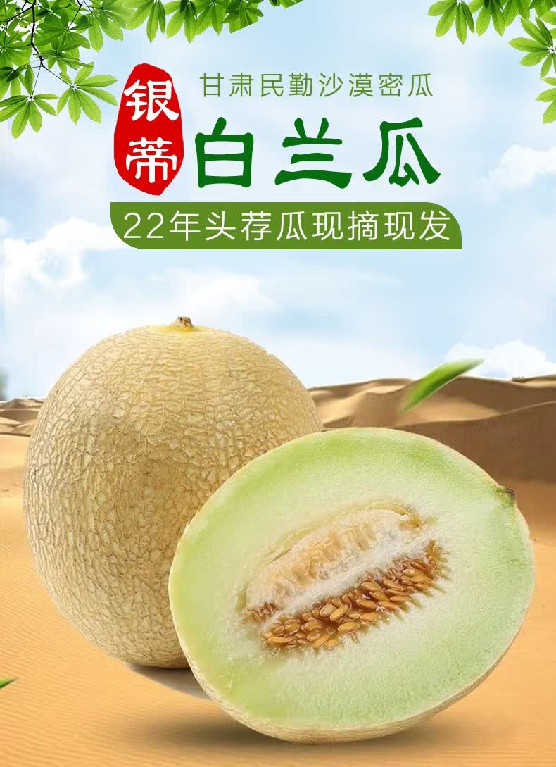22年头茬瓜甘肃兰州白兰瓜戈壁白兰瓜民勤银蒂沙漠瓜新鲜网纹蜜瓜整箱