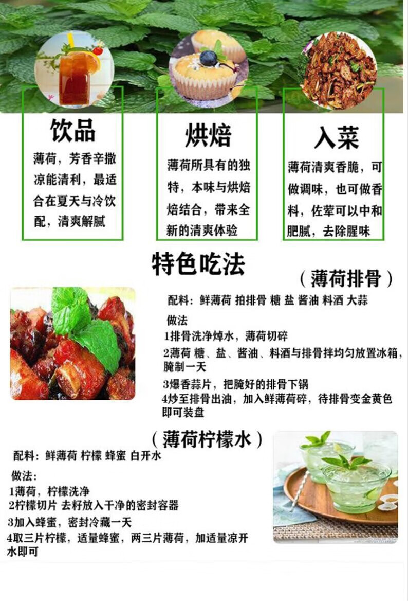 新鲜薄荷叶食用青绿薄荷留兰香泡水新鲜食用饮品莫吉托套餐薄荷叶250g