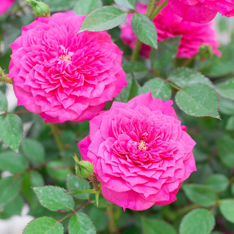 花仙知榴花秋舞月季花大苗阳台微型玫瑰淡香多头欧月观花盆栽花卉绿