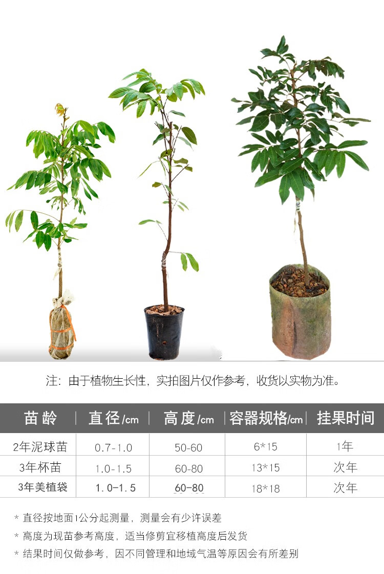 龙眼树苗桂圆苗石硖龙眼储良龙眼四季蜜龙眼果树苗南方种植盆栽地栽