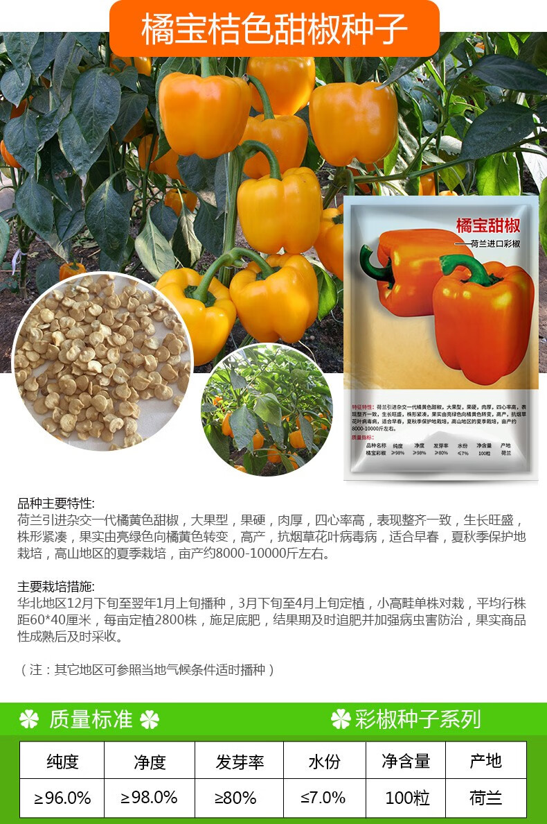 凤鸣雅世 彩椒种子甜椒菜椒青椒辣椒种籽方形灯笼椒四季阳台盆栽籽种