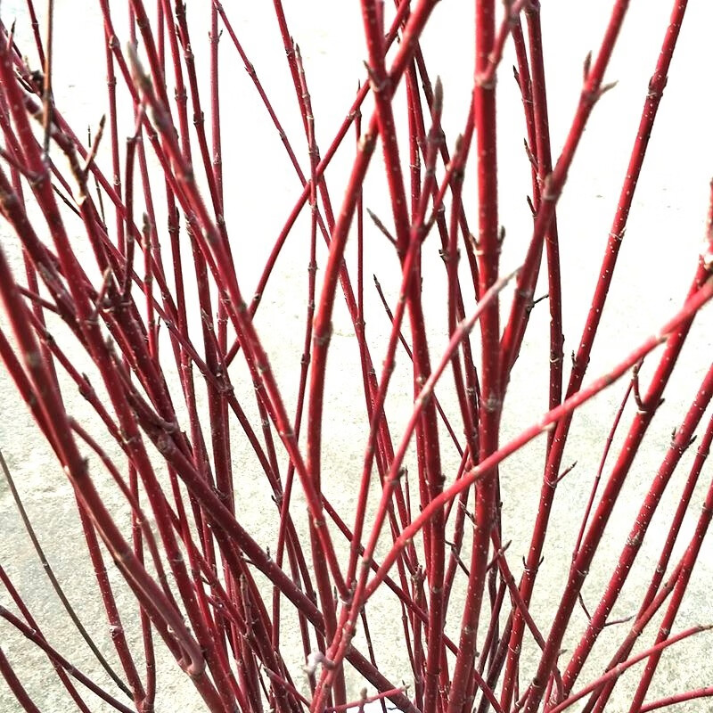 红瑞木树苗红杆麻球红柳枝条绿化苗木红柳枝户外庭院植物彩色绿化苗木