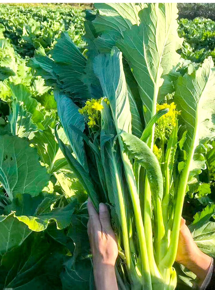 增城迟菜心 特产新鲜现摘现发广东小楼腊布菜心5斤9斤蔬菜高脚菜心 5