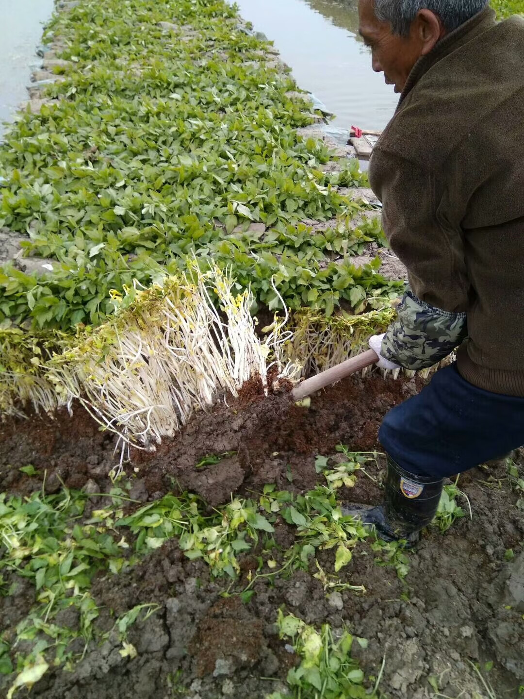 【顺丰】天目湖特产溧阳白芹无 根芹丫水芹新鲜芹菜蔬菜 1000g 2-4斤