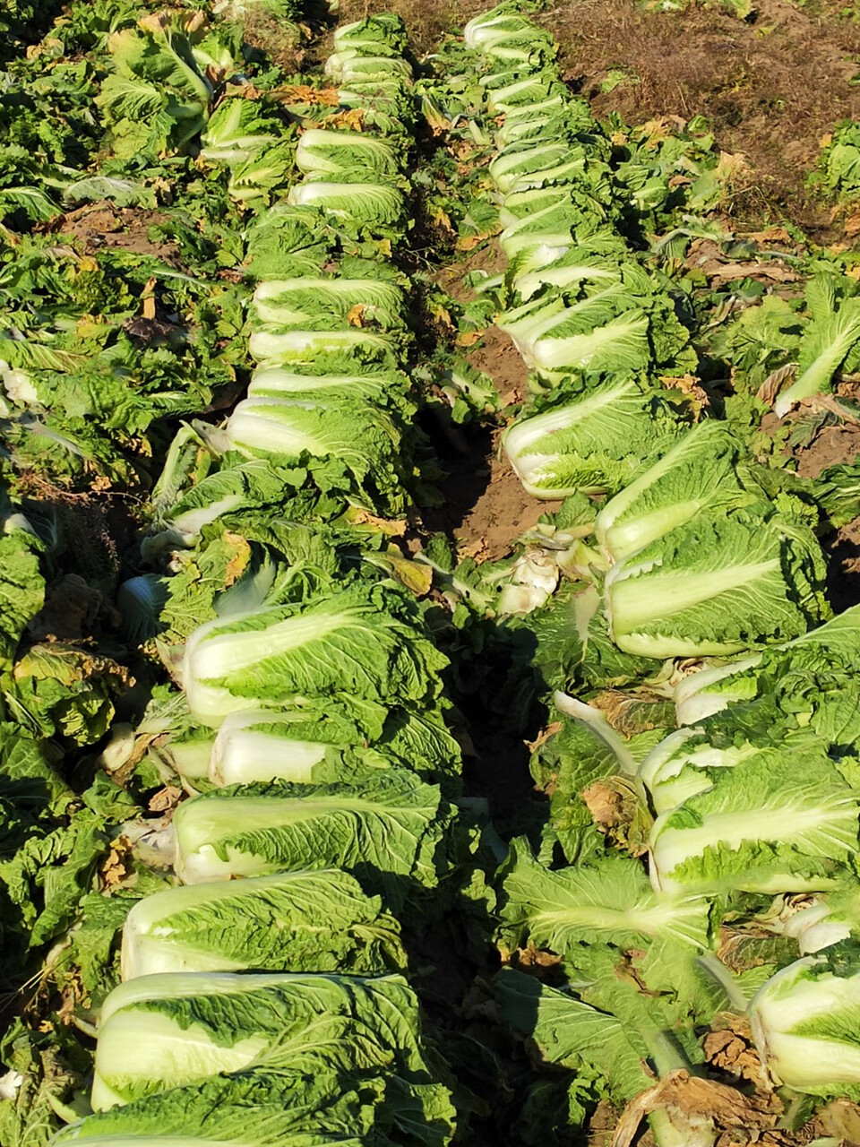 东北大白菜新鲜蔬菜整棵农家小白菜腌酸菜大叶包饭青菜 2000g